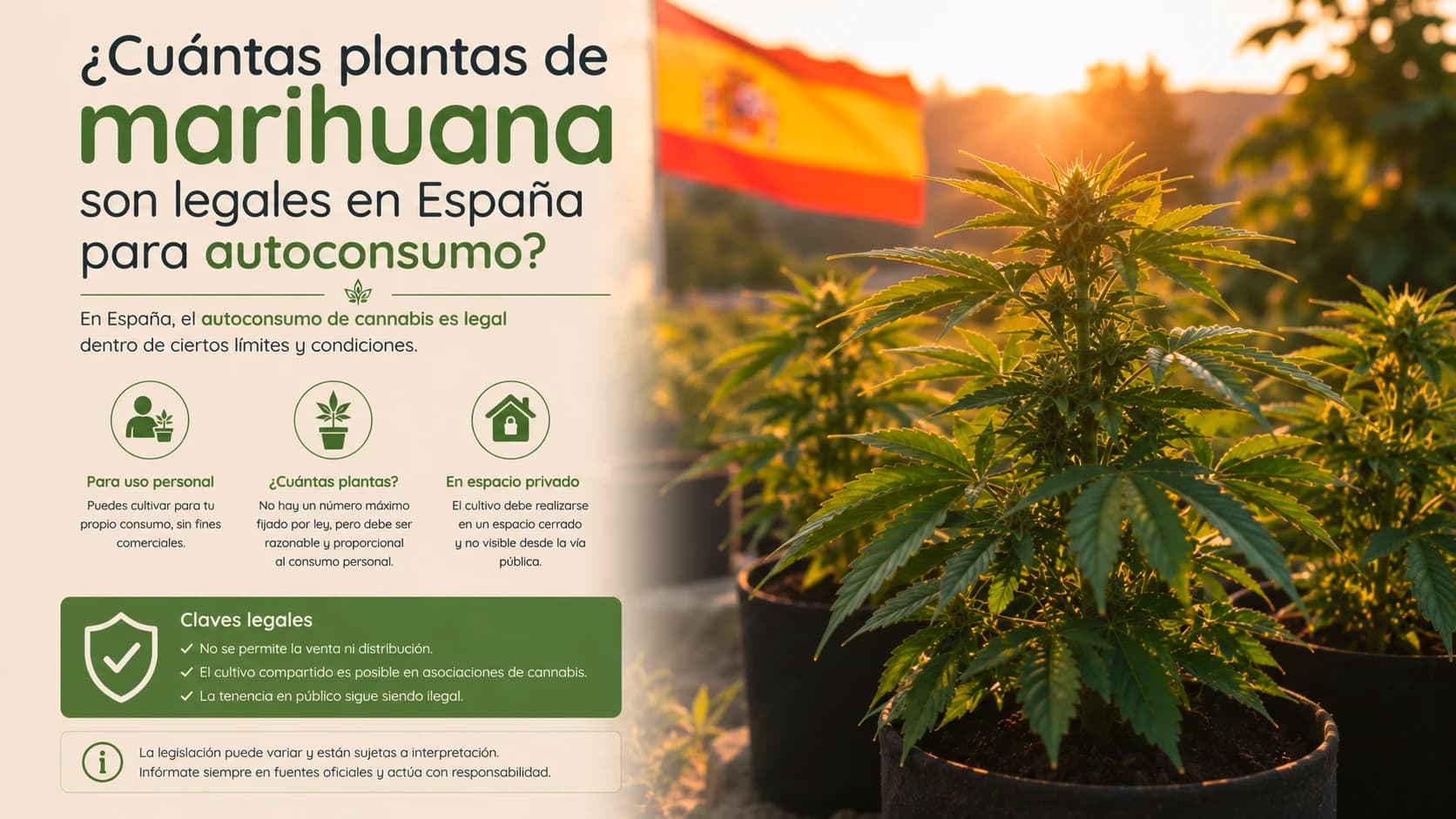 ¿Cuántas plantas de marihuana son legales en España para autoconsumo?