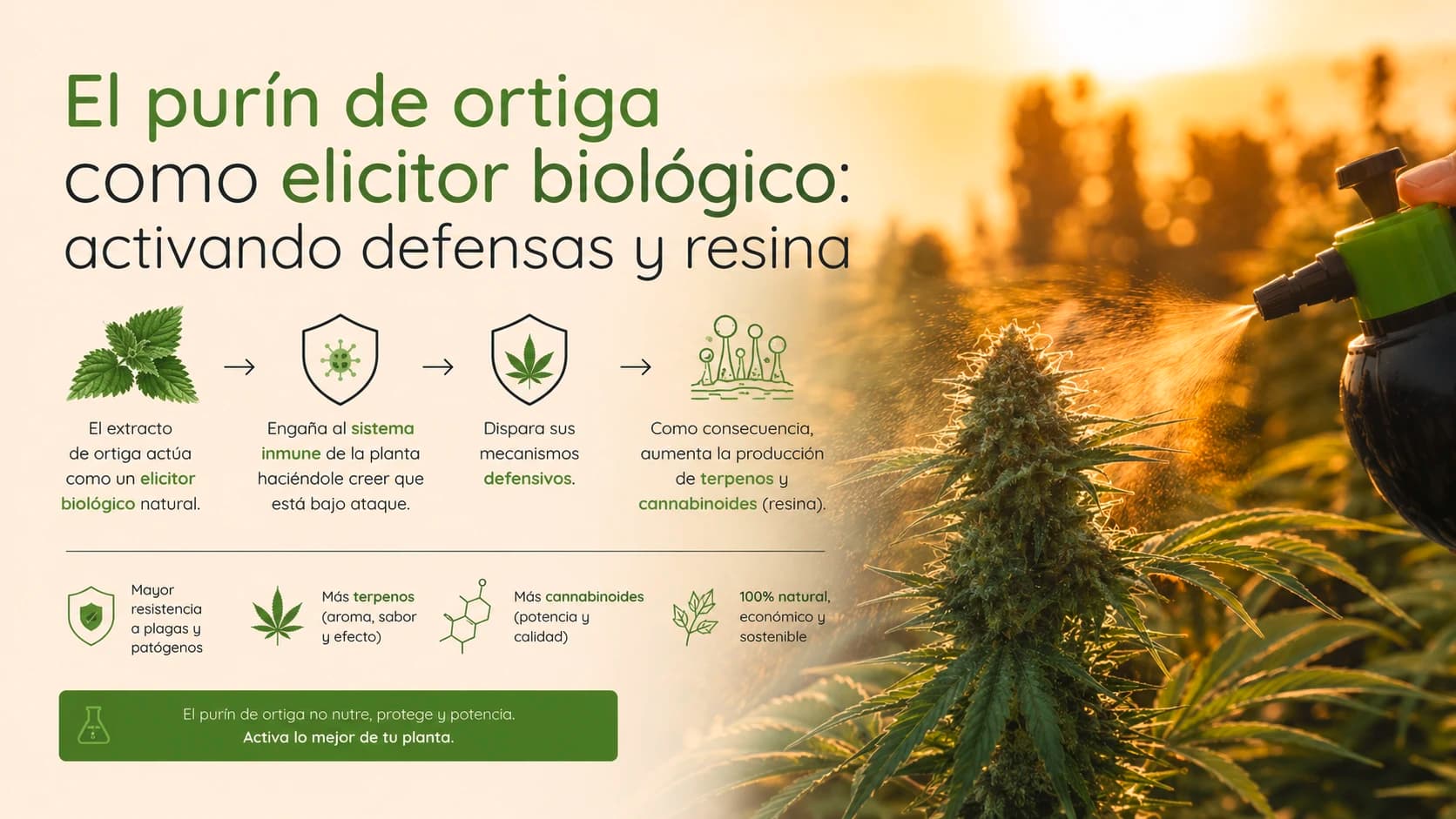 El purín de ortiga como elicitor biológico: activando defensas y resina