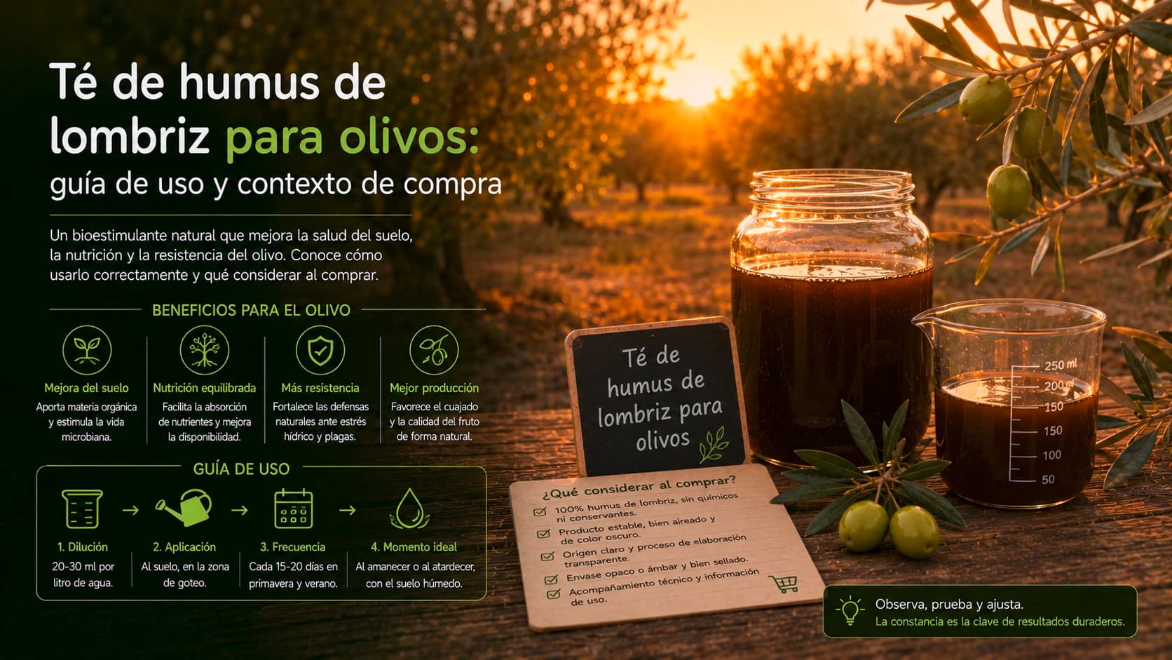 Olivares en secano de España tratados con fertirrigación biológica para mitigar el estrés hídrico.